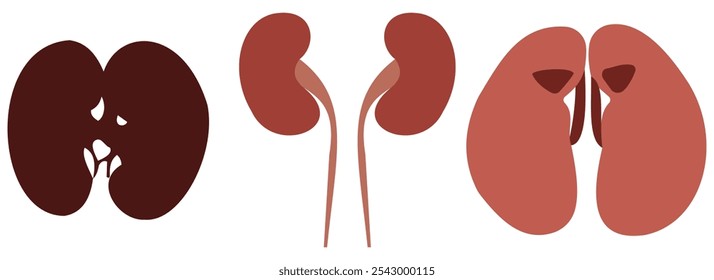 Set of human kidney in a flat style vector icon illustration. Human internal organ, anatomy, body part.