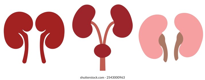 Set of human kidney in a flat style vector icon illustration. Human internal organ, anatomy, body part.