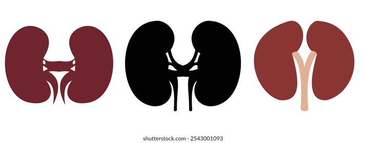 Set of human kidney in a flat style vector icon illustration. Human internal organ, anatomy, body part.