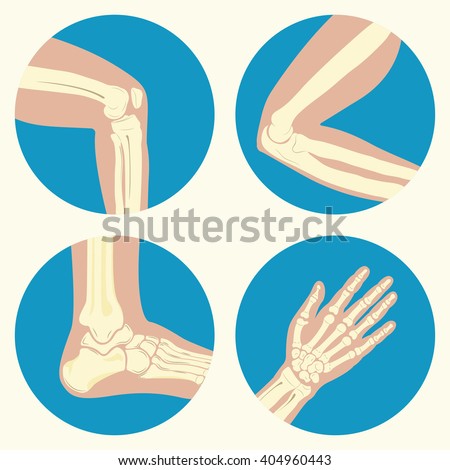 Set of human knee, elbow and ankle joints and wrist, emblem or sign of medical diagnostic center or clinic, flat design, vector