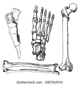 Set of human leg bones with foot. Hand drawn vector illustration. Isolated on white.