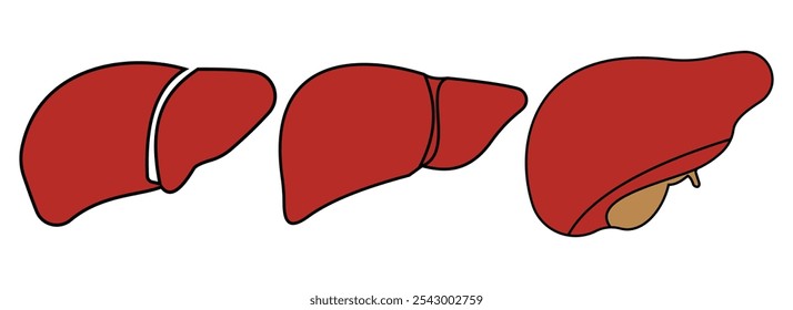 Set of human liver in a flat style vector icon illustration. Human internal organ, anatomy, body part.