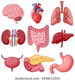 Set of Human Organ Anatomy Cartoon. Vector Illustration