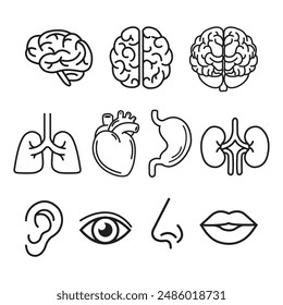 Set of human organ icons Thin line illustrations of human organs: brain, lungs, heart, stomach, kidneys, ears, eyes, nose, mouth. Collection of vector human organ symbols in flat style.