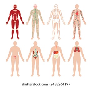 Conjunto de la colección del sistema de órganos humanos, Cartel de la carta de educación médica de la biología, Anatomía educativa, Fisiología, vista frontal, tarjetas de flashcard, ilustración vectorial de póster, Muscular Nervio Esquelético.