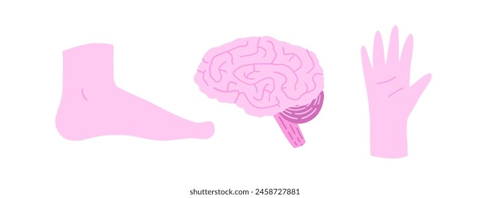 Set of human organs with arm, leg and brain. Vector illustration in flat style.