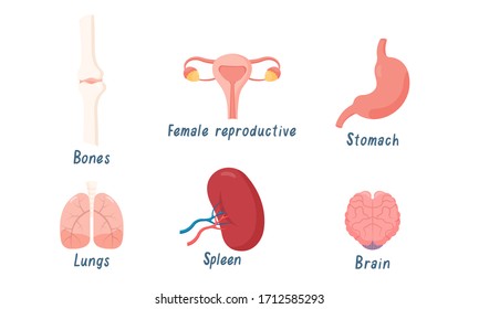 Set of human organs bones, lungs, brain, female reproductive system, spleen, stomach. Vector illustration in flat cartoon style.