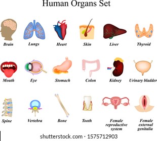 Human Anatomy Endocrine System Pituitary Gland Stock Illustration ...