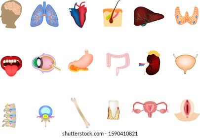 A set of human organs. Brain, Heart, Lungs, Spine, Liver, Skin, Stomach, Colon, Kidney, Bladder, Thyroid, Mouth, Eye, Vertebra, Bone, Tooth, Female reproductive organs, genitalia. Icons. Infographic