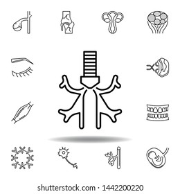 set of human organs bronchus outline icon. Signs and symbols can be used for web, logo, mobile app, UI, UX