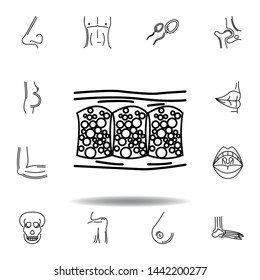 set of human organs cellulite outline icon. Signs and symbols can be used for web, logo, mobile app, UI, UX