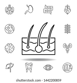 set of human organs epidermis outline icon. Signs and symbols can be used for web, logo, mobile app, UI, UX