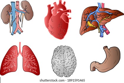 A set of human organs: heart, liver, kidneys, lungs, stomach, brain. Vector illustration.
