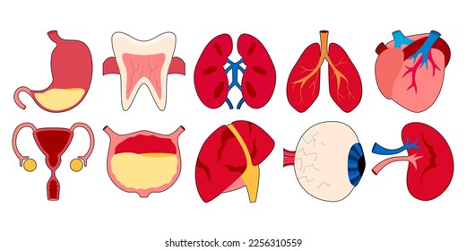 Conjunto de íconos de órganos humanos imágenes vectoriales planas del símbolo de órganos humanos para el diseño web de la anatomía de la medicina para el hospital clínico