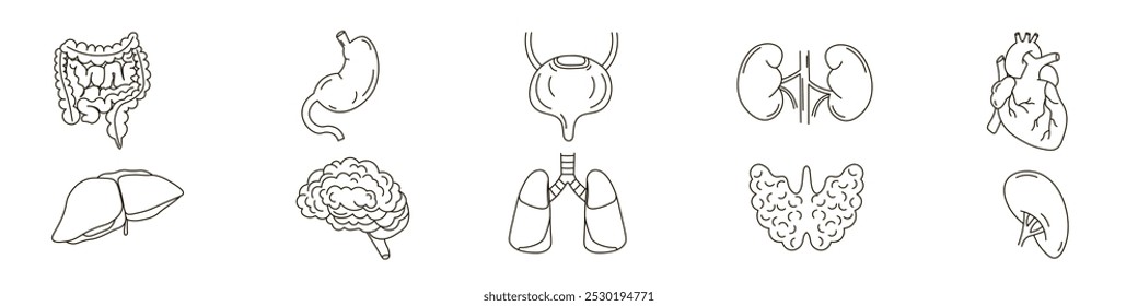 Conjunto de ícones de órgãos humanos em estilo linear. Órgãos digestivos, coração, glândula tireoide, ilustração brain.Vetor

