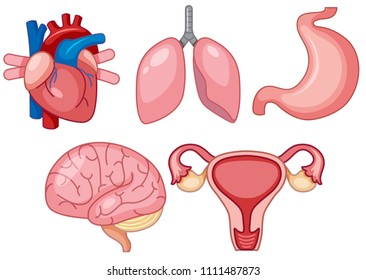 A Set of Human Organs illustration