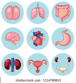 A Set of Human Organs illustration