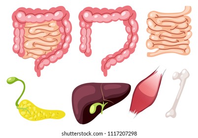 Una ilustración de un conjunto de órganos humanos