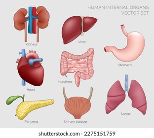 set of human organs illustration