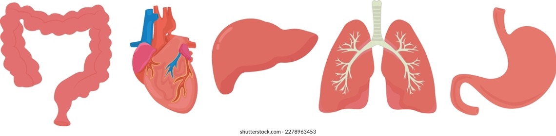 Indique los órganos humanos intestinos pulmones hepáticos ilustración de los vectores del corazón