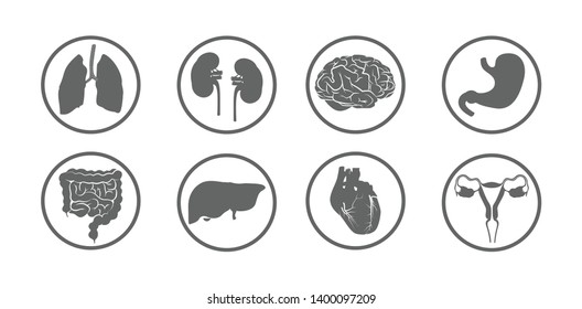 Set of Human Organs isolated on white background