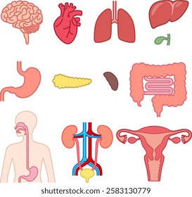 The set of human organs isolated on white background