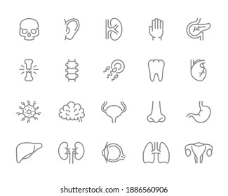 Set of human organs line icon. Tooth, egg sperm, brain, bladder, nose, stomach, liver and more.