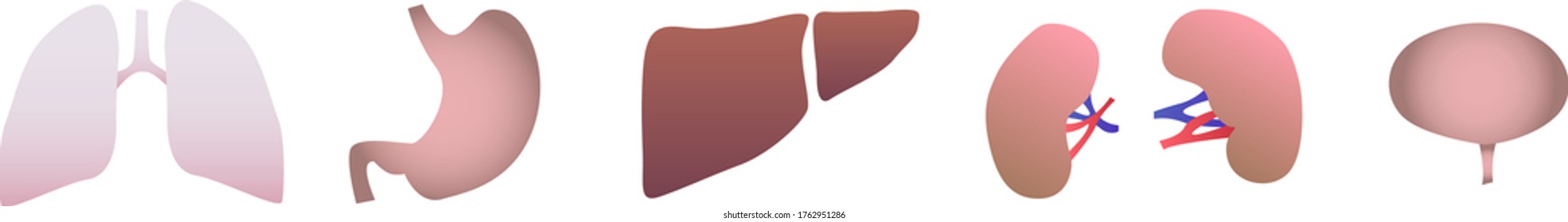 Set of human organs. lungs, stomach,
the kidneys,
bladder,
liver
