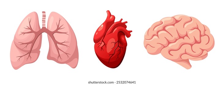 Un conjunto de órganos humanos sobre un fondo blanco. Pulmones, corazón y cerebro. Ilustración vectorial.