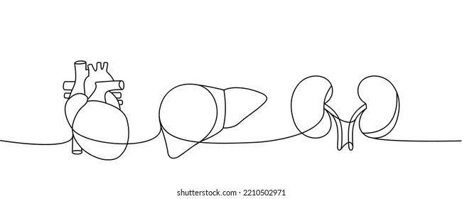 Set of human organs one line continuous drawing. Heart, liver, kidneys continuous one line illustration. Vector minimalist linear illustration.