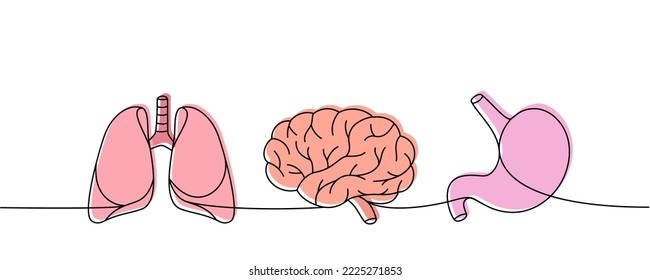Set of human organs one line colored continuous drawing. Lungs, brain, stomach continuous colorful one line illustration. Vector linear illustration.