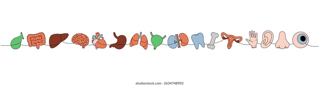 Set of human organs one line colored continuous drawing. Heart, kidneys, hand, nose, bone, bladder, gallbladder, intestines, tooth