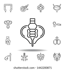 set of human organs pelvis outline icon. Signs and symbols can be used for web, logo, mobile app, UI, UX