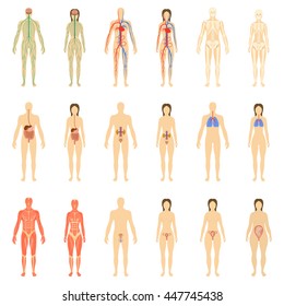 Set of human organs and systems of the body vitality and pregnancy stages. Vector illustration.