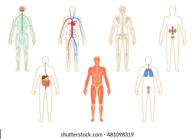 1,589 Human body organ map Images, Stock Photos & Vectors | Shutterstock