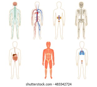 1,589 Human body organ map Images, Stock Photos & Vectors | Shutterstock