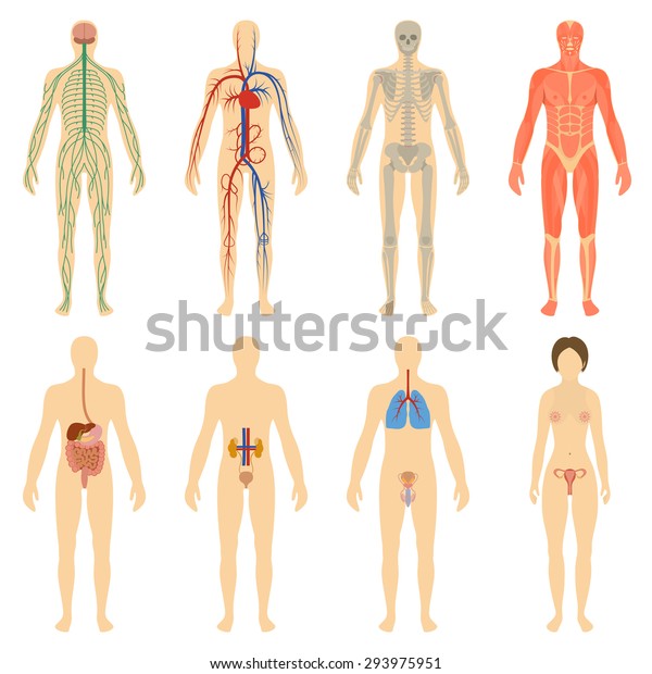 人間の器官と体の生命力の体系のセット ベクターイラスト のベクター画像素材 ロイヤリティフリー