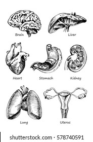 set of human organs, vector different human entrails, black and white sketch art, brain, stomach, kidney, heart, liver, woman uterus
