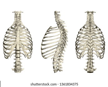 Set with human ribcage and spine. 3D. Front, side and rear view. Vector illustration