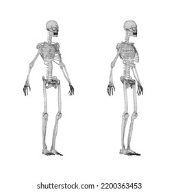 Set with human skeleton wireframe from black lines isolated on white background. Front view, side view. 3D. Vector illustration.