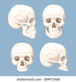 Set of human skulls