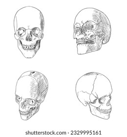 Set of human skulls. Vector sketches. Isolated objects on white. Hand-drawn style.
