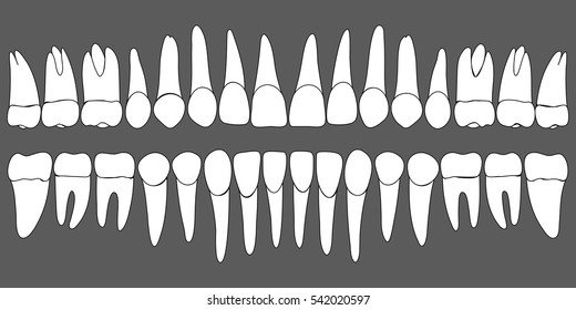 Set Human Teeth Dental Template Dental Stock Vector (Royalty Free ...