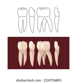 Un conjunto de dientes humanos, como incisor, colmillo, premolar y molar.  Ilustración del vector de color aislada sobre un fondo blanco en una caricatura y diseño plano.