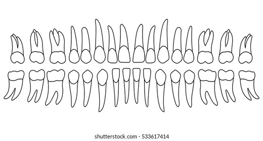 set of human teeth, tooth and root, vector template for dental clinic.