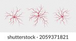 Set human veins and arteries. Red branching spider-shaped blood vessels and capillaries. Vector illustration isolated on transparent background.
