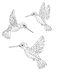 Set Of Hummingbird. Decoration Print For Wrapping, Wallpaper, Fabric. Seamless Vector Texture. Vector Illustration. 