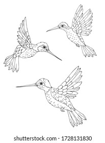 Set of hummingbird. Decoration print for wrapping, wallpaper, fabric. Seamless vector texture. Vector illustration. 