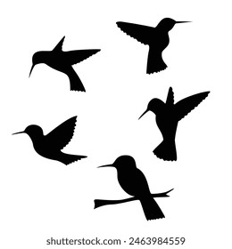 set of hummingbird silhouette design. beautiful bird sign and symbol