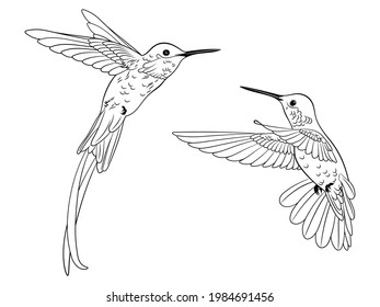 Set of hummingbird. Сollection of stylized flying birds. Hand-drawn. Vector illustration on a white background. Tattoos.